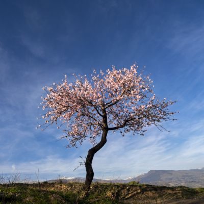 Almond Blossom and Architecture - Andalucia Photography Tour 1