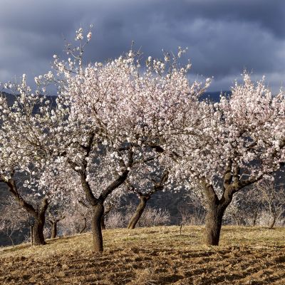 Almond Blossom and Architecture - Andalucia Photography Tour 1
