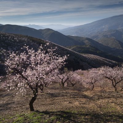 Andalucia Photography Tour - Almond Blossom and Architecture  1