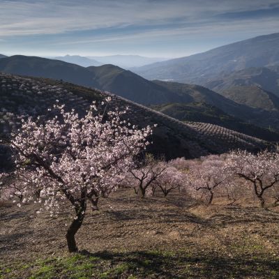 Almond Blossom and Architecture - Andalucia Photography Tour 1