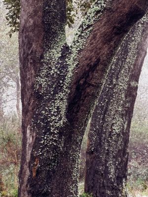Almond Blossom and Architecture - Andalucia Photography Tour 1