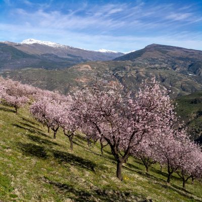 Almond Blossom and Architecture - Andalucia Photography Tour 1