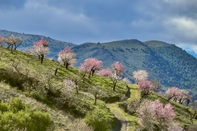 Almond Blossom and Architecture - Andalucia Photography Tour 1