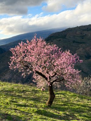 Almond Blossom and Architecture - Andalucia Photography Tour 1