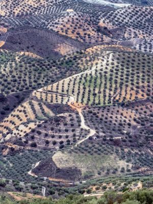 Almond Blossom and Architecture - Andalucia Photography Tour 1