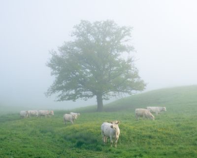 Burgundy Landscape Photography Tour