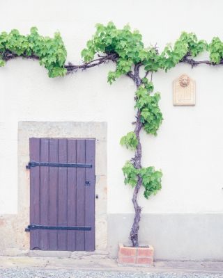 Burgundy Photography Holiday