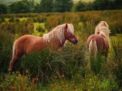 Spring on the Donegal Coast Photography Tour 1