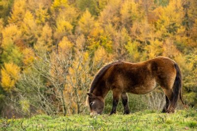 Exmoor Forests Photography Tour