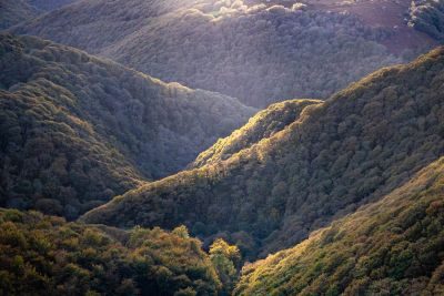 Exmoor Forests Photography Tour