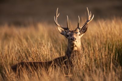 Exmoor Moors Photography Tour