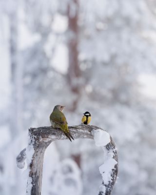 Finland Birdlife Photography Tour