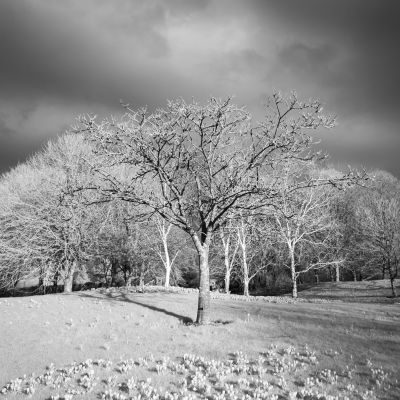 Infrared Photography Workshop
