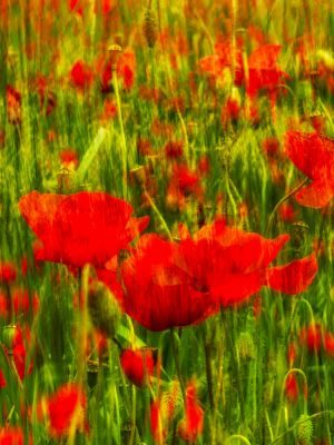The Heart of Timeless France - The Lot & Dordogne Photography Tour 1