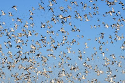 Norfolk Wading Birds Photography Tour