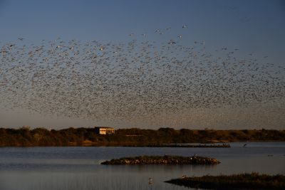 Norfolk Wading Birds Photography Tour