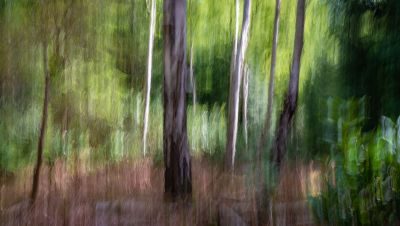 Waves, Wading Birds and Woodland - Norfolk Creative Photography Tour 1