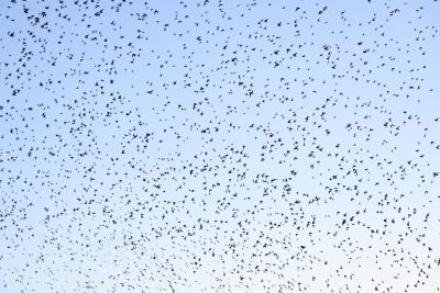 Norfolk Wading Birds Photography Tour