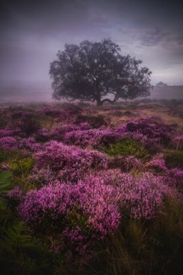 Peak District Heather in Bloom Photography Tour