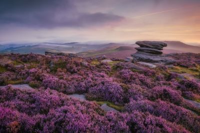 Peak District Heather in Bloom Landscape Photography