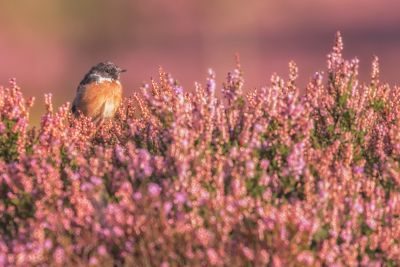 Heather in Bloom Photography Tour