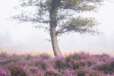 Peak District Heather in Bloom Photography Tour