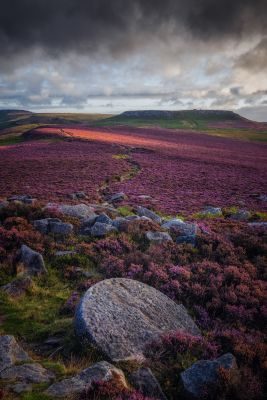 Peak District Heather in Bloom Photography Tour