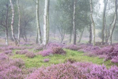 Peak District Heather in Bloom Photography Tour