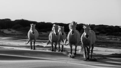 Provence & Camargue Photography Tour