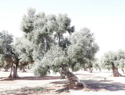 Puglia Landscape Photography