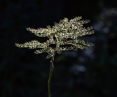 Flowers Photography Workshop