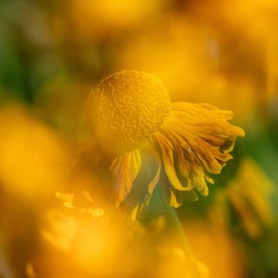 Wild About Flowers Photography Workshop