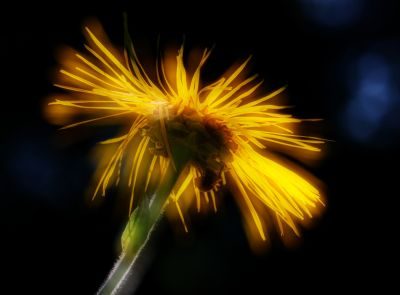 Wild About Flowers Photography Workshop