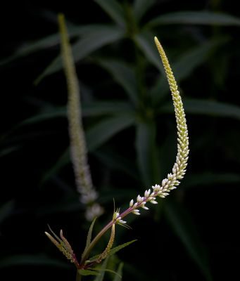 Wild About Flowers Photography Workshop