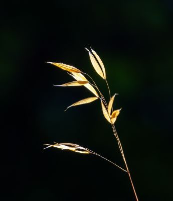 Flowers Photography Workshop