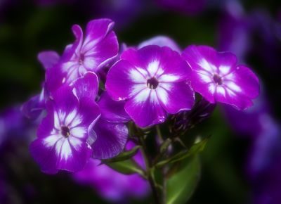 Flowers Photography Workshop