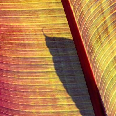 Flowers Photography Workshop