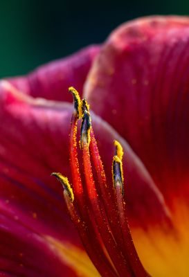 Flowers Photography Workshop