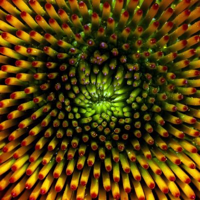 Wild About Flowers Photography Workshop