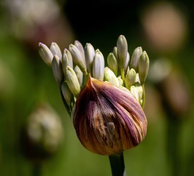 Flowers Photography Workshop