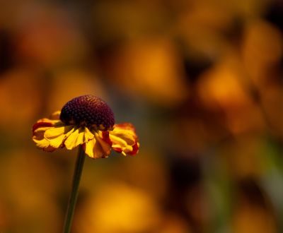 Wild About Flowers Photography Workshop