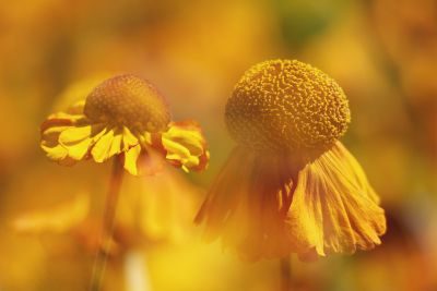 Flowers Photography Workshop