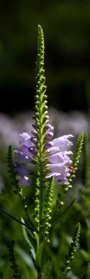 Flowers Photography Workshop