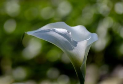 Wild About Flowers Photography Workshop