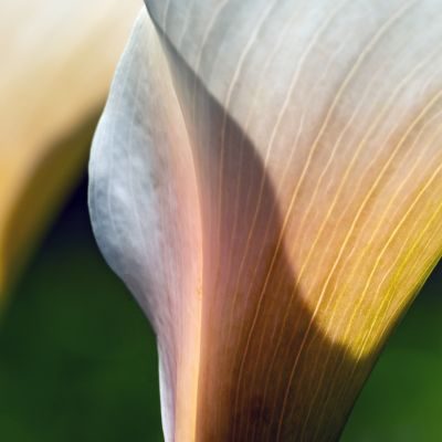 Flowers Photography Workshop