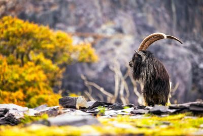 Snowdonia Photography Workshop