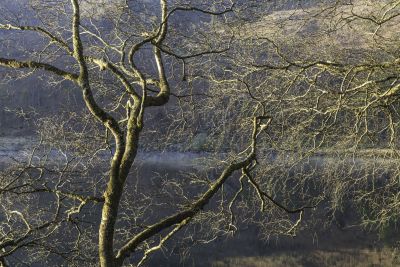 Snowdonia Woodlands Photography Workshop