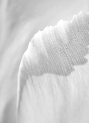 Tulips of Holland Photography Tour 1