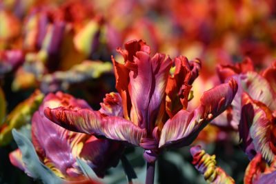 Tulips of Holland Photography Tour 1