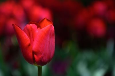 Tulips of Holland Photography Tour 1